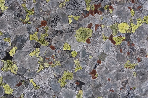 Preview: Stone texture with lichen