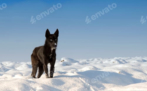 Preview: black dog