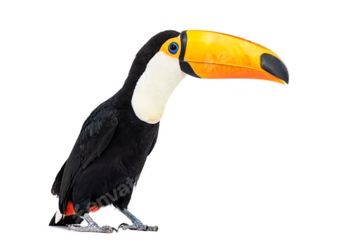 Preview: Toucan toco, Ramphastos toco, isolated on white