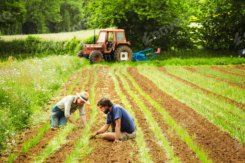 Preview: Two men tending rows of small plants in a field.