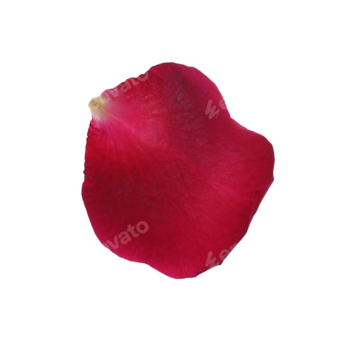 Preview: Red rose flower petal on white background