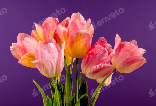Preview: Pink tulips flowers on a purple background
