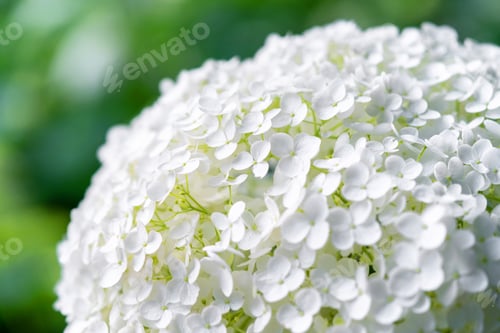 Preview: Hydrangea flower, Hydrangea macrophylla, or Hortensia flower with green stem and foliage blooming in