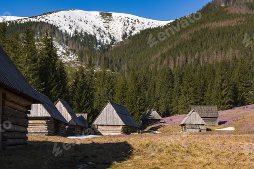 Preview: Wild purple crocus blooming in Chocholowska Valley,Tatra mountai
