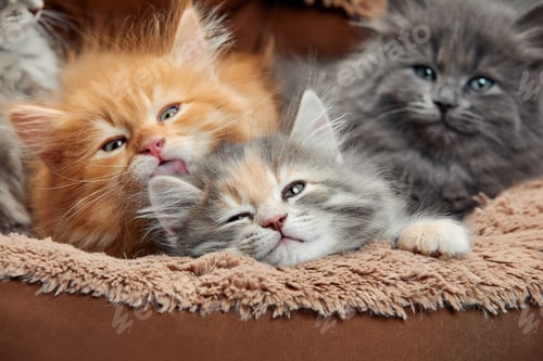 Preview: Five Two-weeks-old crossbreed kittens with barely opened eyes sit in fur basket. Pet adoption