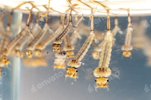 Preview: Common house mosquito larvae in water alive, Culex pipiens
