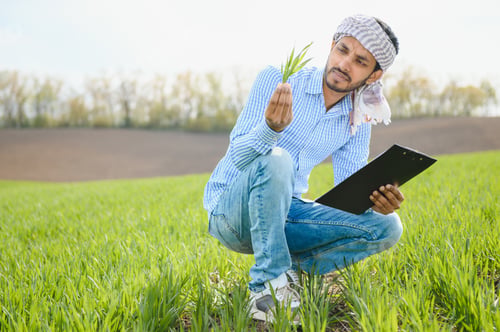 Preview: Indian farmer in his Wheat field