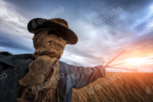 Preview: Scary scarecrow in a wheat field at sunset