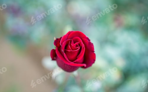 Preview: Red Rose flower