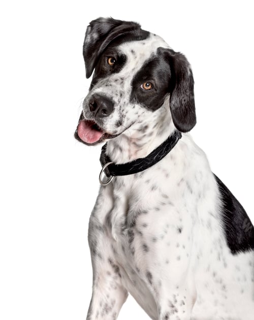 Preview: Dogo Argentino looking at camera against white background