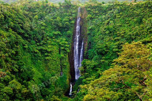 Preview: Vibrant tall Papapapaitai falls in the forest of Upolu island, S