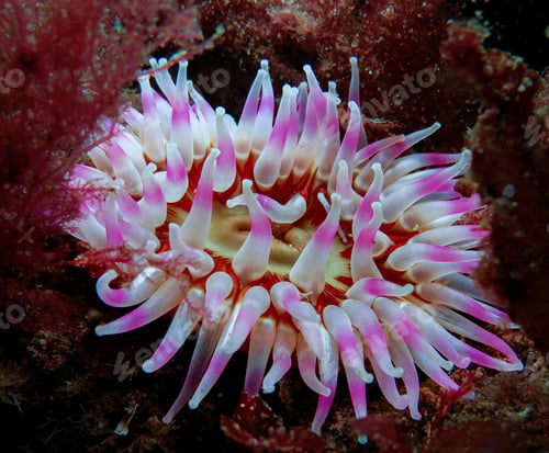 Preview: Dahlia sea anemone from Norway