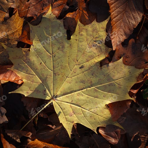 Preview: Yellow maple leaf on autumn leaves.