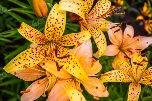 Preview: Wild orange tiger lilies in garden. Lilium lancifolium as wallpaper or background.