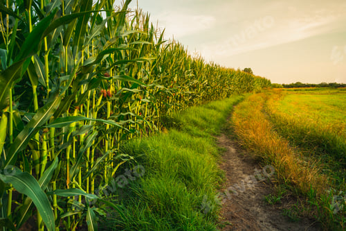 Preview: A corn field by a dirt road