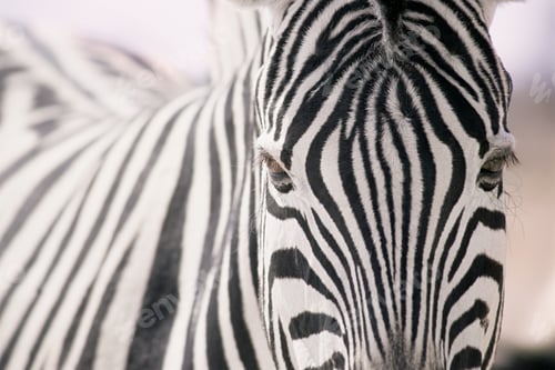 Preview: Zebra