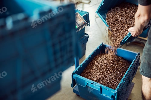 Preview: Young man pouring coffee beans into plastic crate