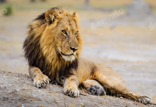 Preview: A Beautiful and Breathtaking Botswana Wildlife pictures