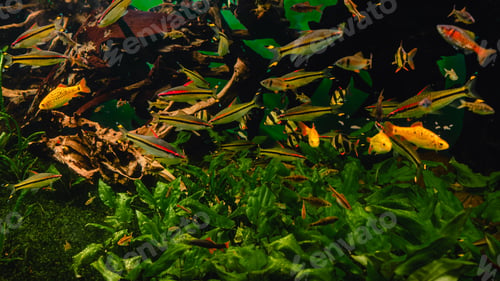 Preview: Exotic freshwater fishes in aquarium