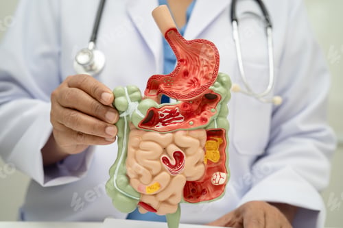 Preview: Digestive system with stomach and intestine, Asian doctor holding human anatomy model