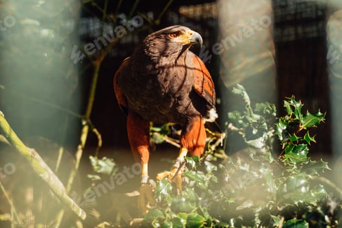 Preview: Harris Eagle perched on a branch