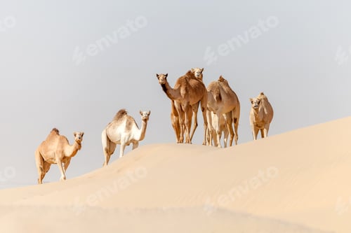 Preview: Group of middle eastern camels in desert in UAE standing at the top of the sand dune