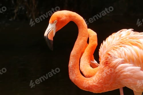 Preview: A flock of swarming red and pink flamingos in singapore zoo