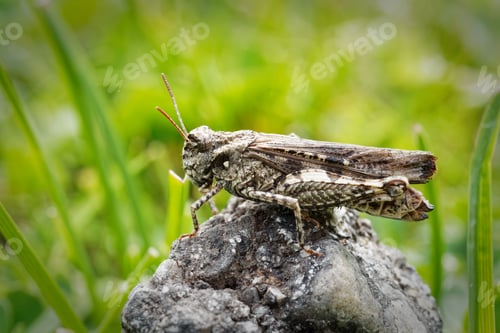 Preview: Grasshopper on a Rock
