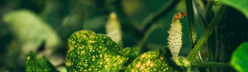 Preview: Organic young Cucumbers Growing In Vegetable Garden. Panorama, Panoramic View Shot Scene Copy Space