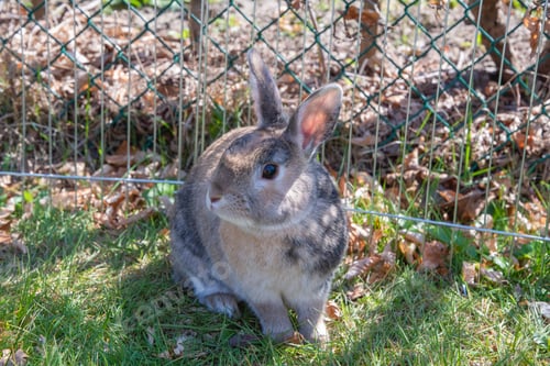 Preview: cute brown rabbit walks in the garden on the green grass behind the wire fence