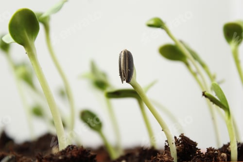 Preview: Close up of sunflower seed sprouting
