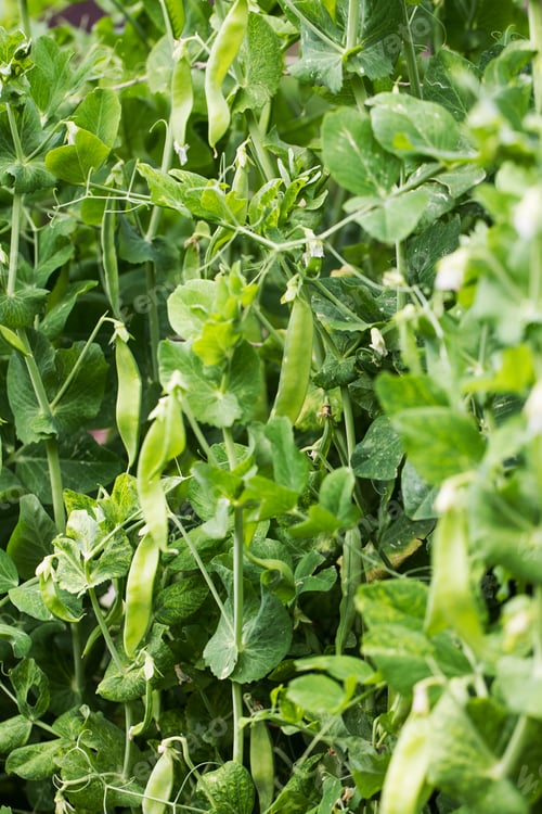 Preview: Green pea pods growing in the garden. Agriculture