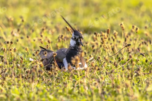 Preview: Northern Lapwing breeding on nest
