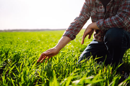 Preview: Green wheat seedlings in hands of a farmer. Male farmer looking at the produce before harvesting.