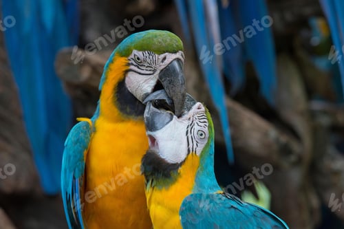 Preview: bird, parrot, Scarlet, Macaw