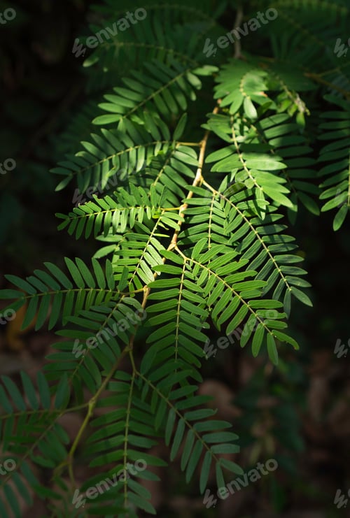 Preview: Trees and Green Leaves in Rain Forest
