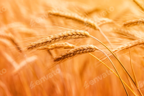 Preview: Ripe barley crops in cultivated field