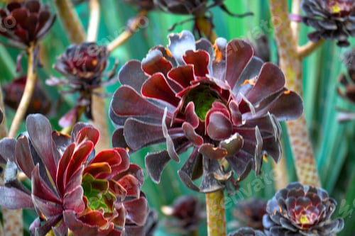 Preview: Succulents in Australia’s botanical gardens