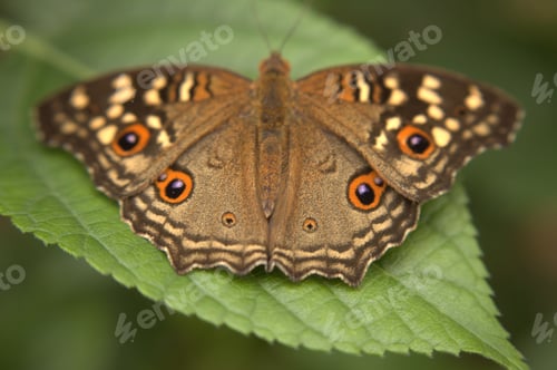 Preview: Closeup of a brown butterfly perched on a bright green leaf