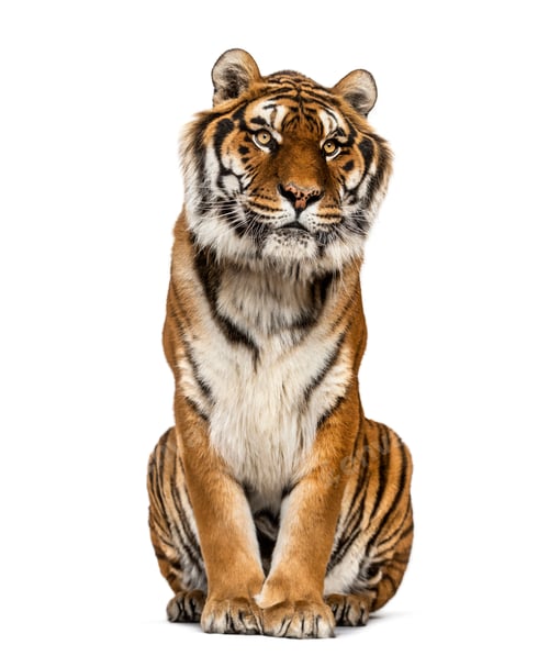Preview: Tiger