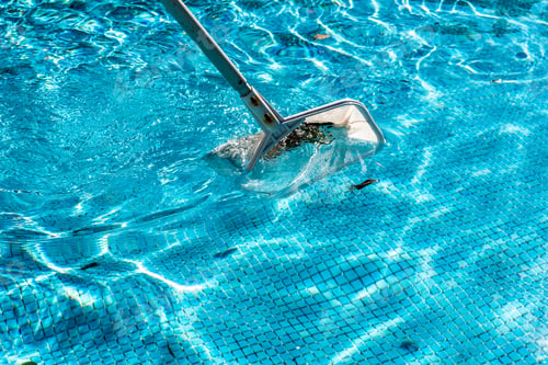 Preview: Pool Net Leaf Skimmer Rake in summer.