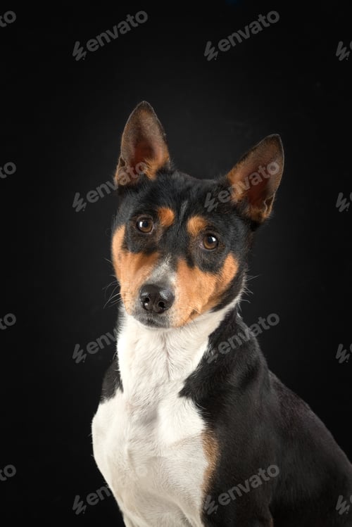 Preview: Portrait of a basenji dog on dark background