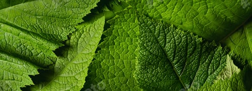 Preview: Green leaf nature texture background top view