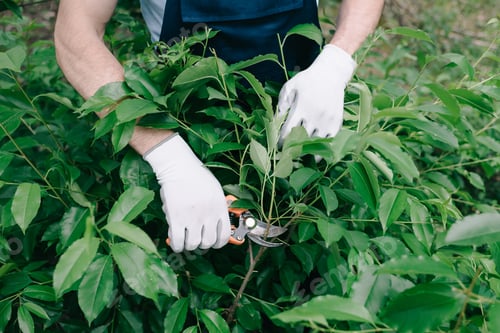 Preview: partial view of gardener in gloves pruning bush with trimmer in garden