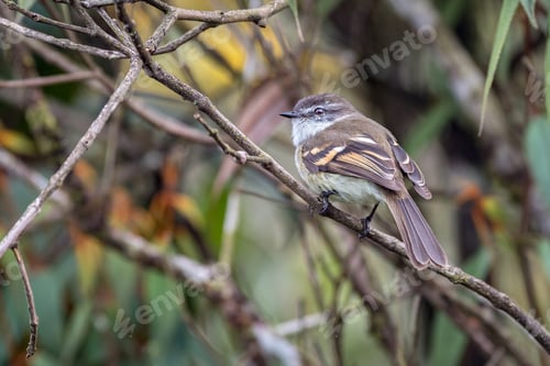 Preview: White-throated tyrannulet (Mecocerculus leucophrys).View of a small high mountain bird from back