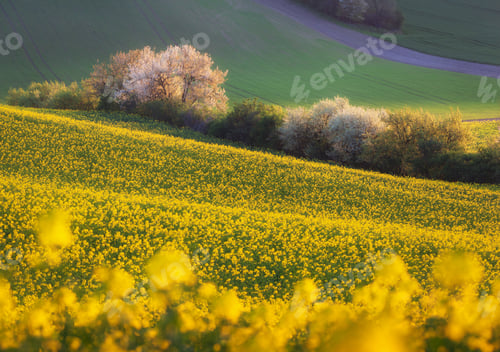 Preview: Beautiful yellow rapeseed fields with blooming trees at sunset.