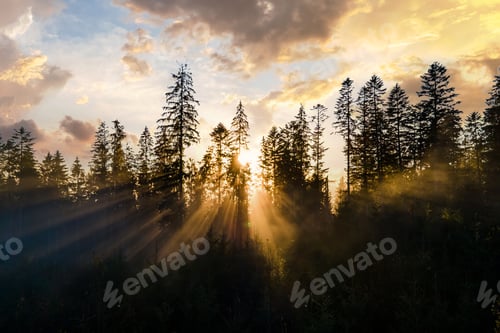 Preview: Aerial view of dark green pine trees in spruce forest with sunrise rays shining through branches in