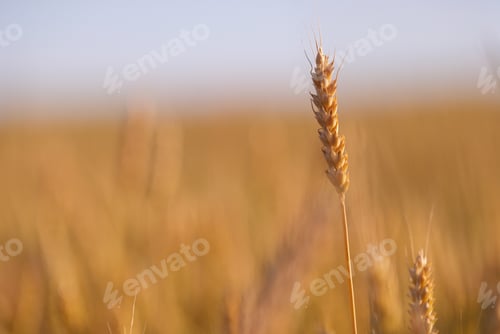 Preview: Ripe golden spikelet of wheat