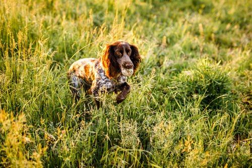 Preview: Russian brown spaniel lying in green grass in a field and lit by the setting sun