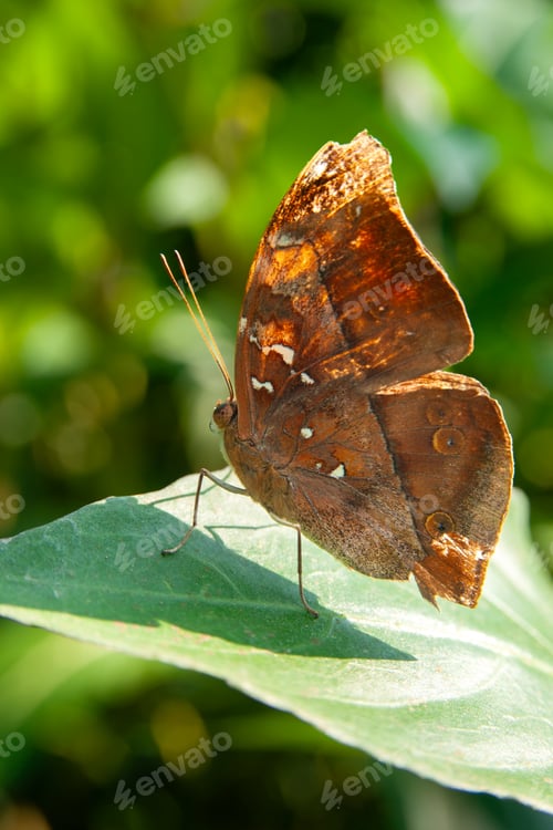 Preview: Close-up of a vibrant butterfly with blue and yellow wings perched on a leaf